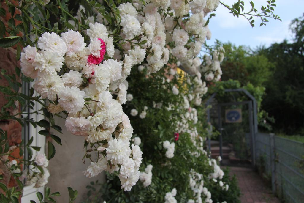 No.31 B&B Im Rosengarten Kapellen-Drusweiler المظهر الخارجي الصورة